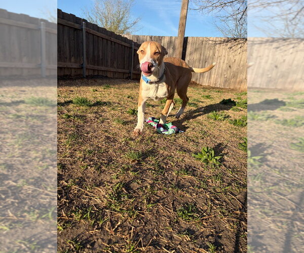 Medium Photo #3 Mutt Puppy For Sale in Great Bend, KS, USA