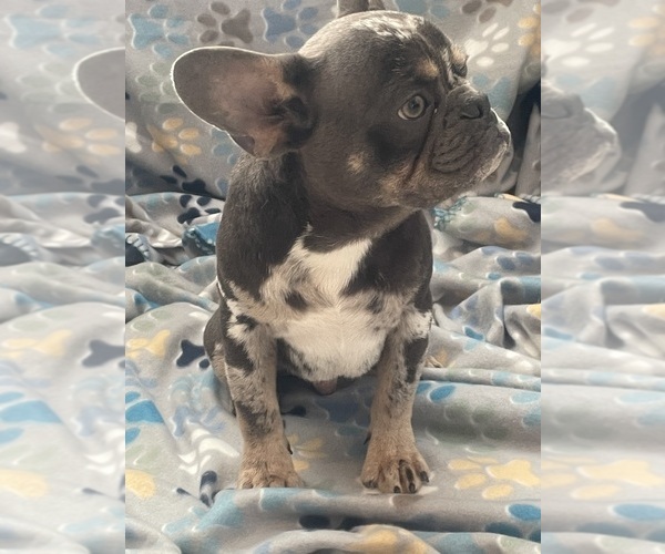 Medium Photo #9 French Bulldog Puppy For Sale in PHOENIX, AZ, USA