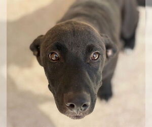 Labrador Retriever-Unknown Mix Dogs for adoption in Tulsa, OK, USA