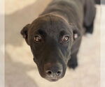 Small Labrador Retriever Mix