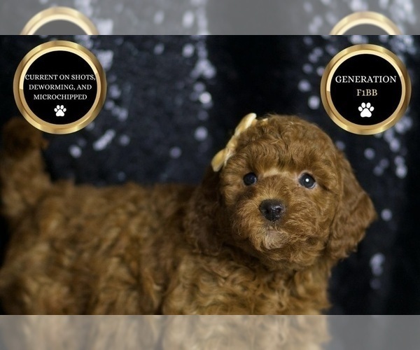 Medium Photo #8 Goldendoodle (Miniature) Puppy For Sale in WARSAW, IN, USA