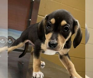 Medium Catahoula Leopard Dog Mix