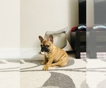 Small Photo #27 French Bulldog Puppy For Sale in DAVIE, FL, USA