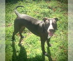 Small #8 American Pit Bull Terrier Mix