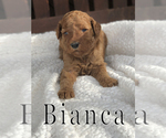 Small Photo #6 Goldendoodle Puppy For Sale in UTOPIA, TX, USA