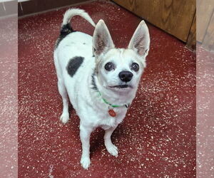 Mutt Dogs for adoption in Fargo, ND, USA