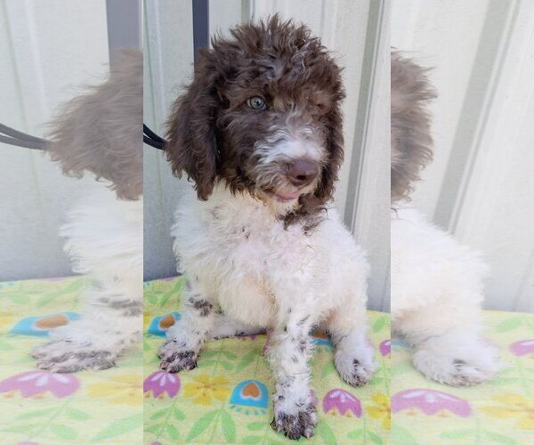 Medium Photo #4 Poodle (Standard)-Unknown Mix Puppy For Sale in Mountain View, MO, USA