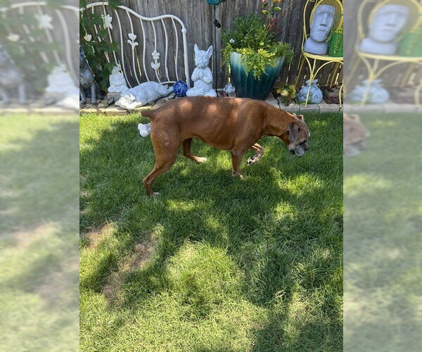 Medium Photo #4 Boxer Puppy For Sale in Austin, TX, USA