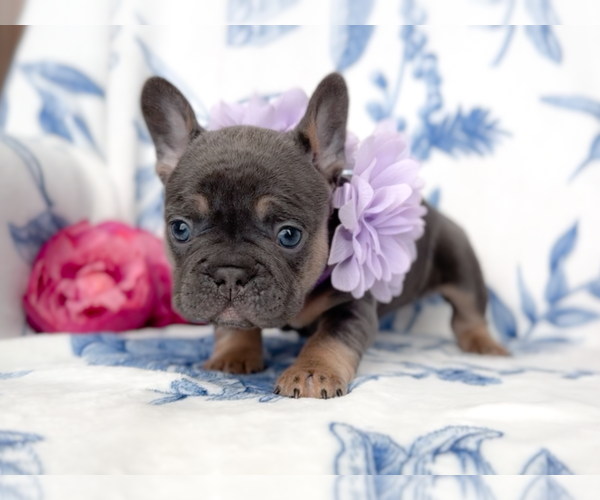 Medium Photo #3 French Bulldog Puppy For Sale in NEWARK, TX, USA