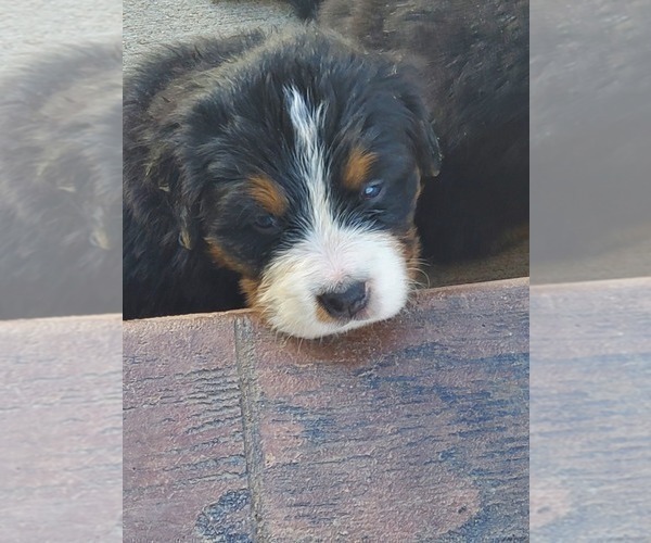 Medium Photo #13 Bernese Mountain Dog Puppy For Sale in PAXTON, IL, USA