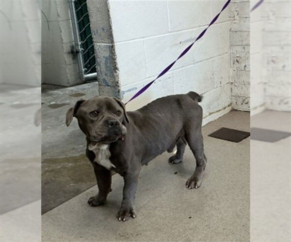 Medium Photo #1 Mutt Puppy For Sale in San Bernardino, CA, USA