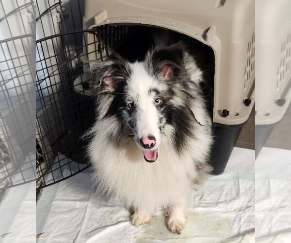 Medium Photo #2 Mutt Puppy For Sale in Princeton, MN, USA