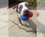 Small #2 American Pit Bull Terrier