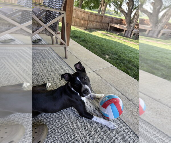 Medium Photo #11 Mutt Puppy For Sale in Evansville, IN, USA
