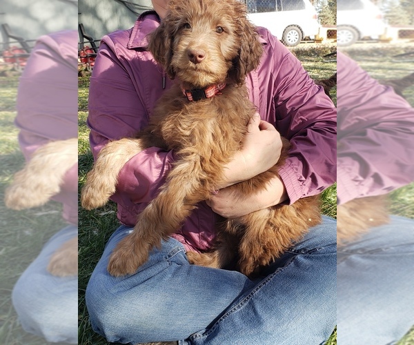 Medium Photo #1 Goldendoodle Puppy For Sale in SNOWFLAKE, AZ, USA