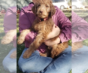 Goldendoodle Puppy for sale in SNOWFLAKE, AZ, USA