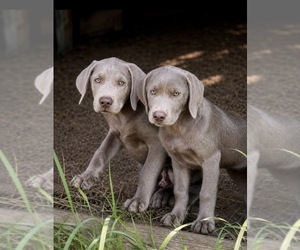 Labrador Retriever Puppy for Sale in BAY MINETTE, Alabama USA