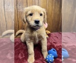 Small #1 Golden Retriever