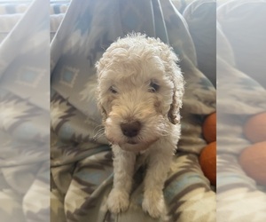 Poodle (Standard) Puppy for sale in FRIES, VA, USA