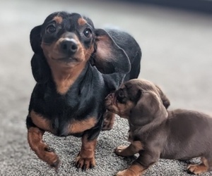 Father of the Dachshund puppies born on 09/22/2025