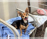 Small #1 Chihuahua Mix