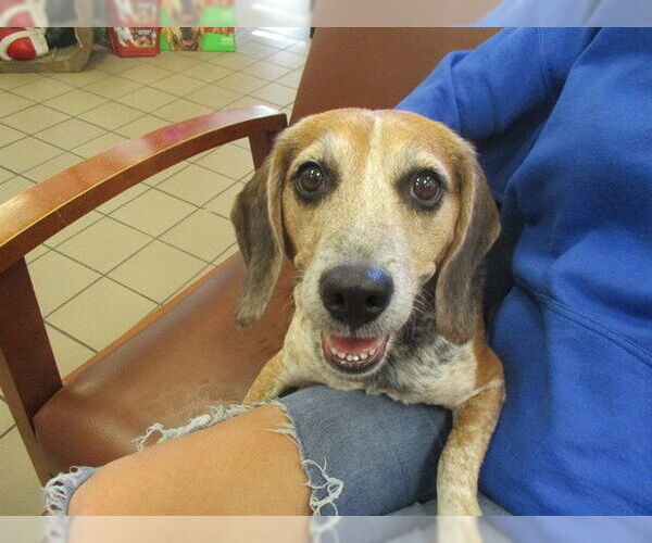 Medium Photo #1 Beagle Puppy For Sale in Ocala, FL, USA