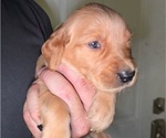 Puppy Green Golden Irish-Golden Retriever Mix