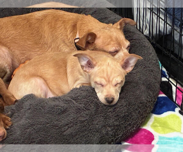 Medium Photo #4 Chihuahua-Unknown Mix Puppy For Sale in Plymouth, MN, USA