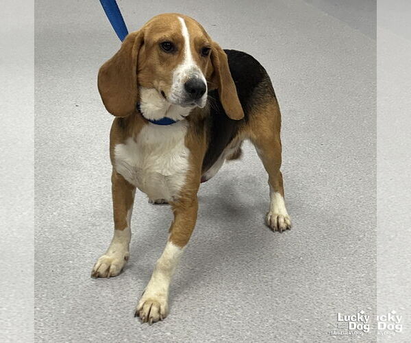 Medium Photo #1 Beagle-Unknown Mix Puppy For Sale in Washington, DC, USA