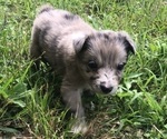Small Photo #2 Australian Shepherd Puppy For Sale in SILVER CREEK, MS, USA