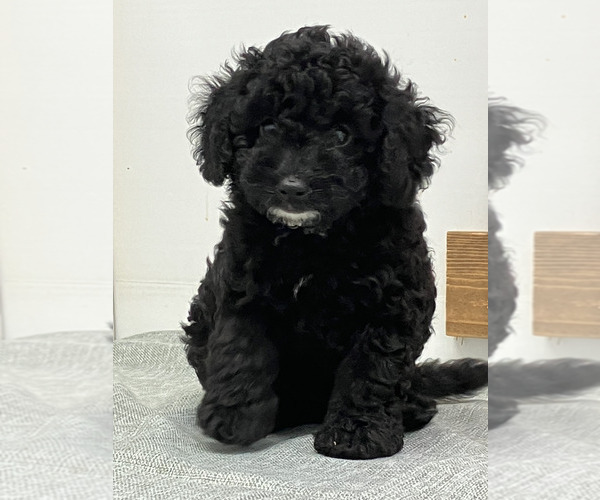 Medium Photo #6 Poodle (Miniature) Puppy For Sale in MEMPHIS, MO, USA