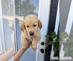Small Photo #3 Golden Retriever Puppy For Sale in CHAMPIONS GATE, FL, USA