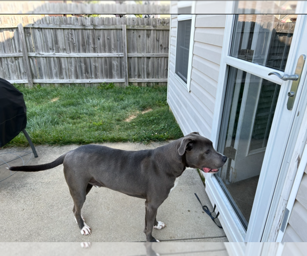 Medium Photo #3 American Pit Bull Terrier-Catahoula Leopard Dog Mix Puppy For Sale in Aurora, IN, USA