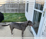 Small #2 American Pit Bull Terrier-Catahoula Leopard Dog Mix