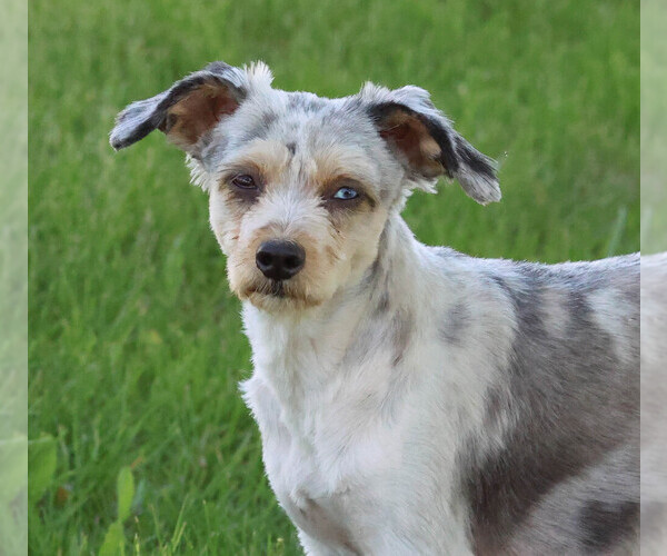 Medium Photo #1 Aussiedoodle Miniature  Puppy For Sale in HEDRICK, IA, USA