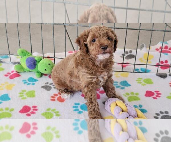 Medium Photo #11 Cock-A-Poo-Poodle (Miniature) Mix Puppy For Sale in ORO VALLEY, AZ, USA