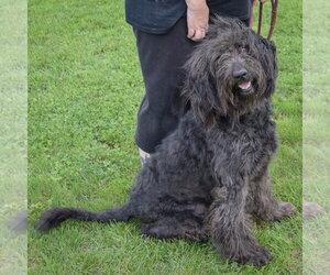 Laine - Female Mutt Dog for Adoption - Photo #2