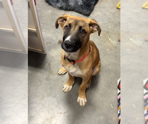 Medium Photo #3 German Shepherd Dog-Unknown Mix Puppy For Sale in Brewster, NY, USA