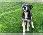 Small Photo #21 German Shepherd Dog Puppy For Sale in JURUPA VALLEY, CA, USA