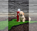 Puppy Blue Collar Goldendoodle