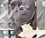 Small #1 Labrador Retriever Mix