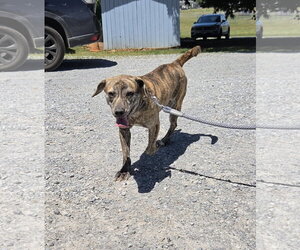 Boxador Dogs for adoption in Rustburg, VA, USA
