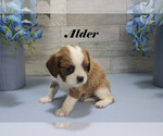 Small #9 Cavalier King Charles Spaniel