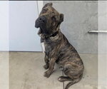 Small #1 Brazilian Mastiff-Presa Canario Mix