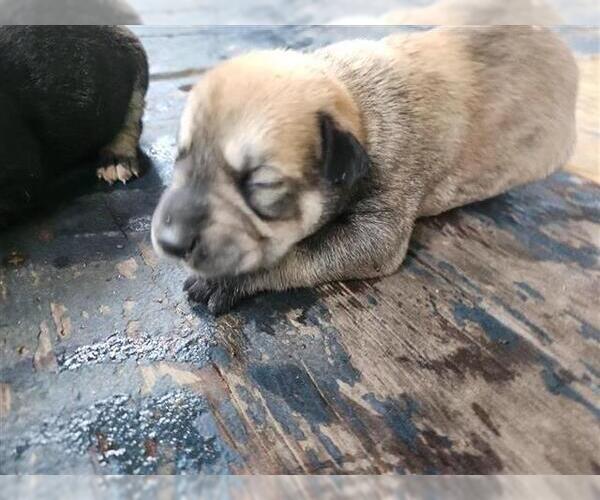 Medium Photo #1 Huskies -Unknown Mix Puppy For Sale in Houston, TX, USA