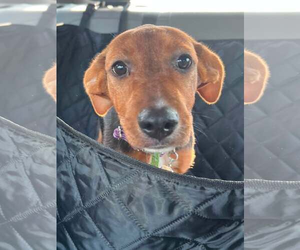 Medium Photo #2 Mutt Puppy For Sale in Mount Laurel, NJ, USA