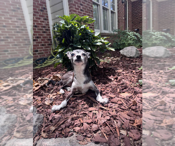 Medium Photo #2 Chihuahua-Unknown Mix Puppy For Sale in Raleigh, NC, USA