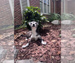 Small #1 Chihuahua Mix