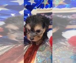 Small #9 Yorkshire Terrier