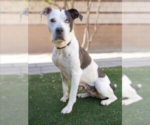 Mutt Dogs for adoption in Las Vegas, NV, USA